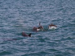 清水港に棲みついている野生のイルカにも出会えるかも!