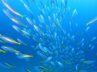 初島 2ビーチファンダイビング アイランドリゾート初島で楽しくダイビング アトリエラウト じゃらん遊び体験