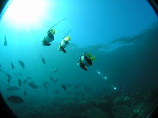 初島 2ビーチファンダイビング アイランドリゾート初島で楽しくダイビング アトリエラウト じゃらん遊び体験