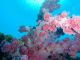 色とりどりでカラフルなソフトコーラル群も見応えありますよ!