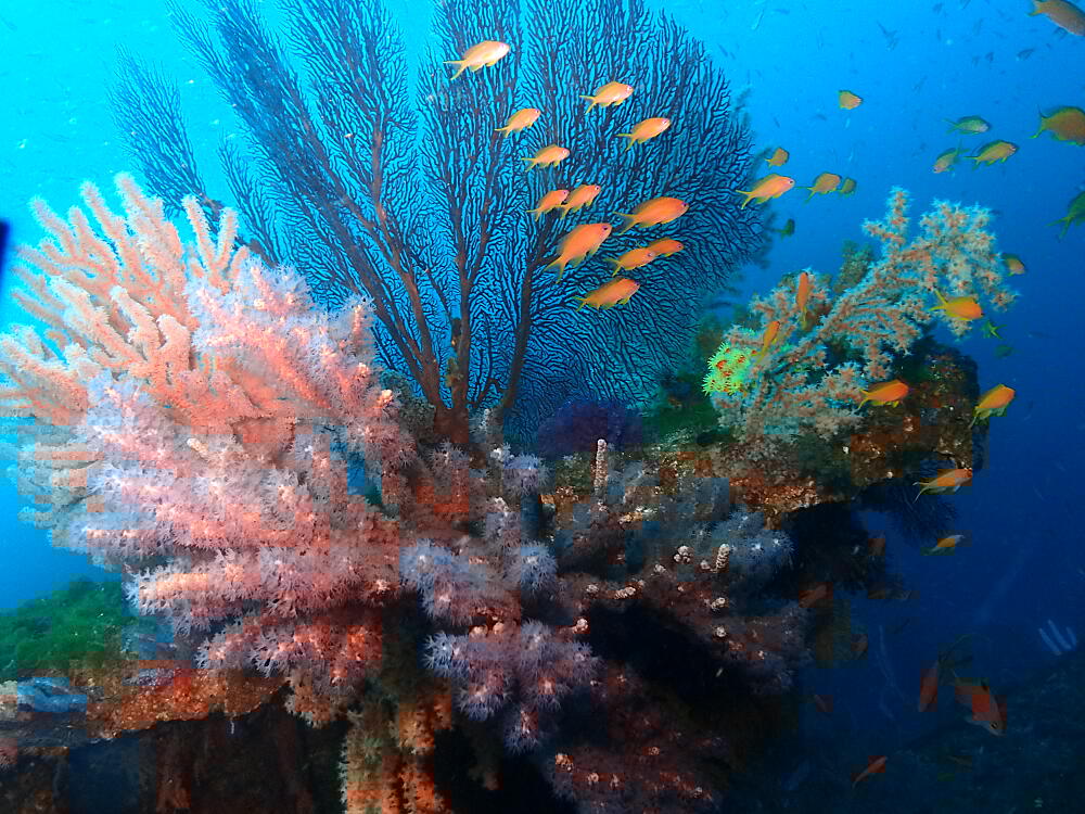 FƂǂőN₩ȃ\tgR[Q́Aꌩ̉lłI