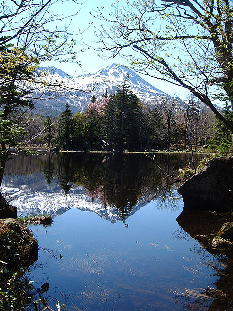 �~�Y�o�V���E�Ɠ����ɍ����炭����