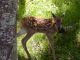 もちろん野生動物が現れる事も
