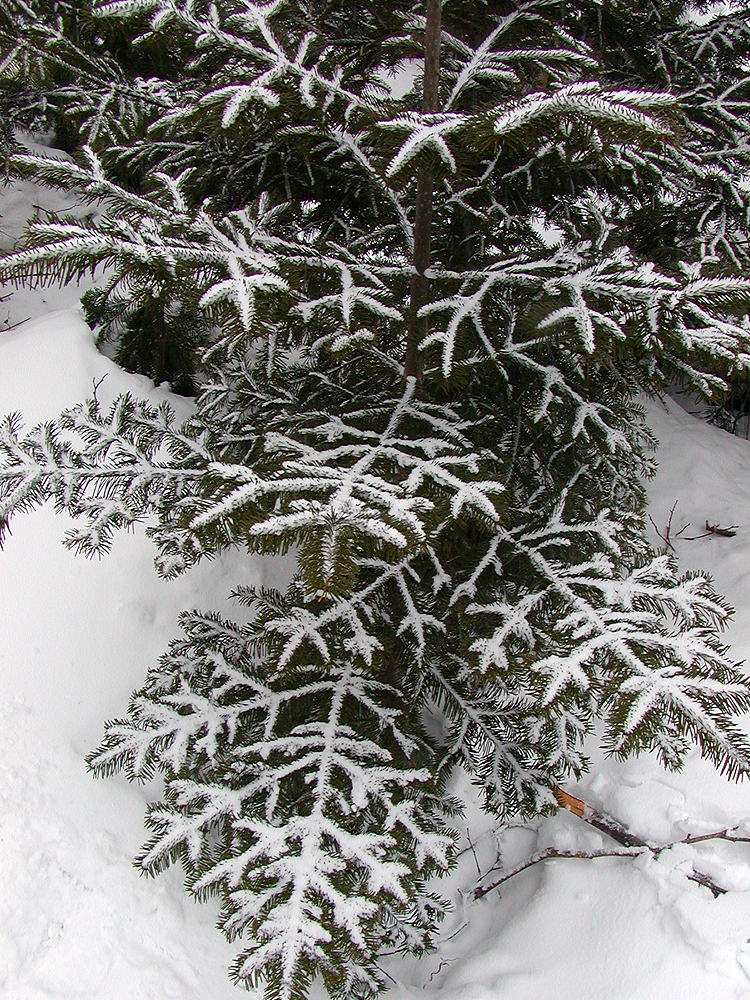 ď͂ȂĂƂȂ؂Aቻςp͂ƂĂłB