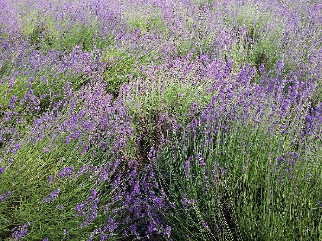 当施設から1.6kmにある八木崎公園では河口湖ハーブフェスティバルが6〜7月の期間、開催されており、紫色のラベンダーが匂うように咲き誇ります。