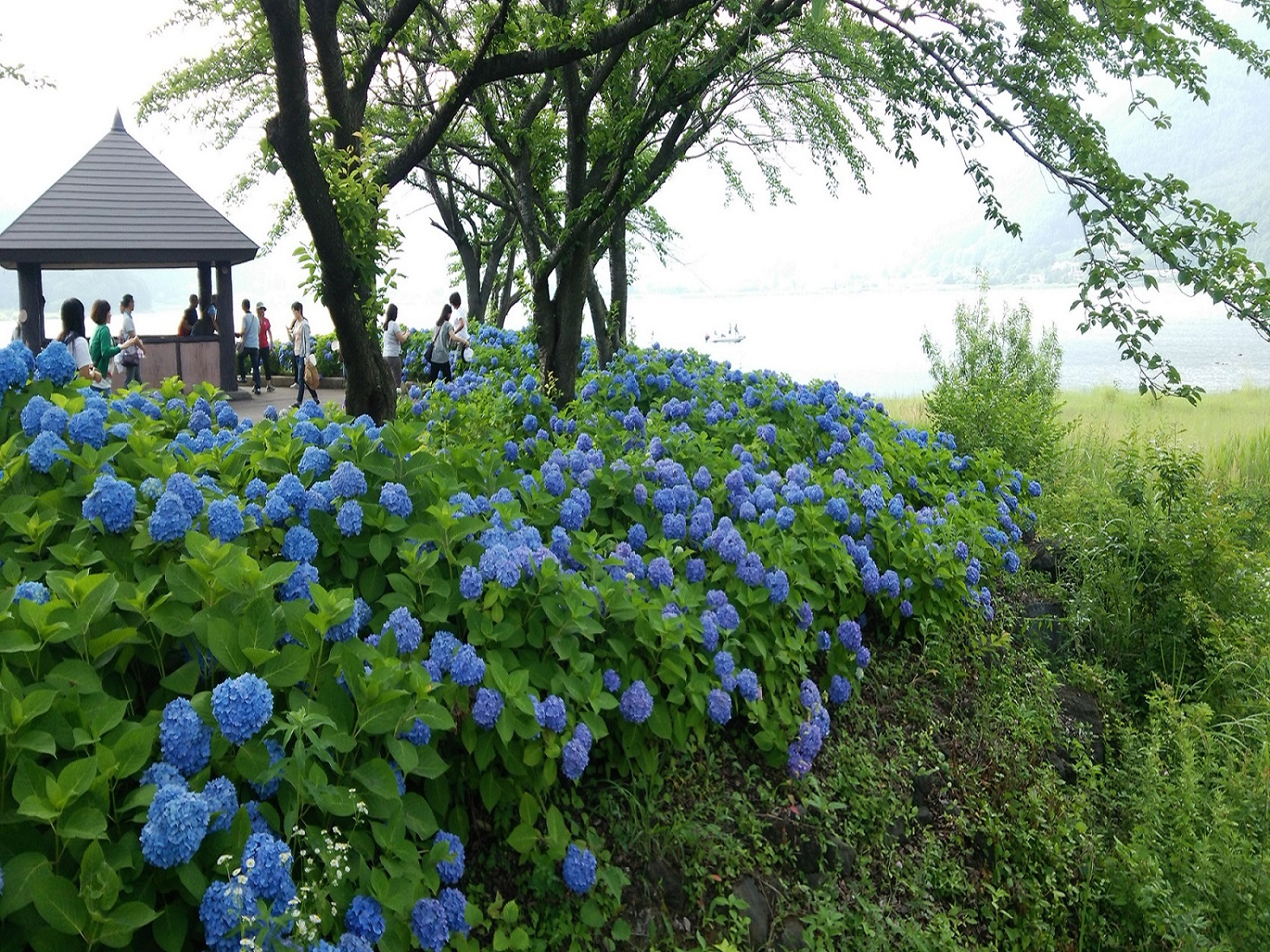 当施設から1.6kmにある八木崎公園では河口湖ハーブフェスティバルが6〜7月の期間、開催されており、あじさい、カモミールなど見頃です。