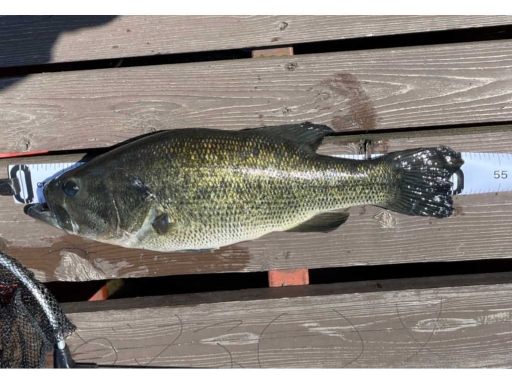 2022/4/30@l4˂撣Ēނグ51p̃ubNoX