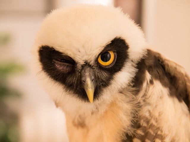 シャネルの雛時代