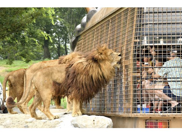 定番大人気 大分 アフリカンサファリ 入園料 ジャングルバスツアー 九州自然動物公園アフリカンサファリ じゃらん遊び体験 定番大人気 大分 アフリカンサファリ 入園料 ジャングルバスツアー 九州自然動物公園アフリカンサファリ じゃらん遊び体験