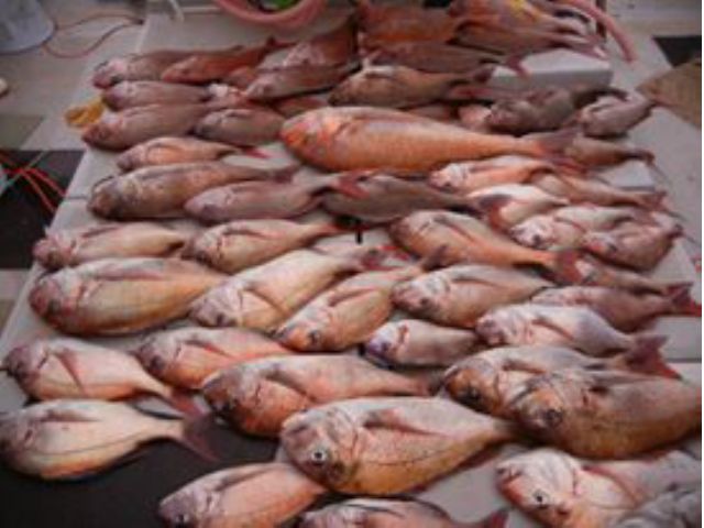 経験者向け 乗合 釣り船で鯛釣り イカの泳がせ釣り 寒ブリ釣り 落とし込み釣りプラン 釣船 大慶丸 じゃらん遊び体験 経験者向け 乗合 釣り船で鯛釣り イカの泳がせ釣り 寒ブリ釣り 落とし込み釣りプラン 釣船 大慶丸 じゃらん遊び体験