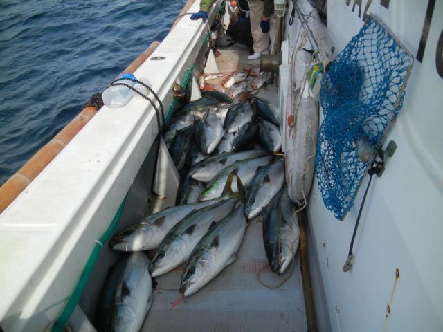 経験者向け 乗合 釣り船で鯛釣り イカの泳がせ釣り 寒ブリ釣り 落とし込み釣りプラン 釣船 大慶丸 じゃらん遊び体験 経験者向け 乗合 釣り船で鯛釣り イカの泳がせ釣り 寒ブリ釣り 落とし込み釣りプラン 釣船 大慶丸 じゃらん遊び体験
