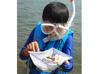 親子で遊べる シュノーケリング 生き物観察会ツアー ファミリーにおススメ ダイビングサービス海だより じゃらん遊び体験 親子で遊べる シュノーケリング 生き物観察会ツアー ファミリーにおススメ ダイビングサービス海だより じゃらん遊び体験
