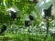 巨峰はすべて種無しになります。時期によって袋がかかったままになっていることがあります。