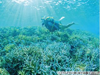 エメラルドに輝く海で体験ダイビング
