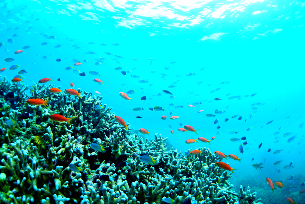 カラフルな熱帯魚がお出迎え。