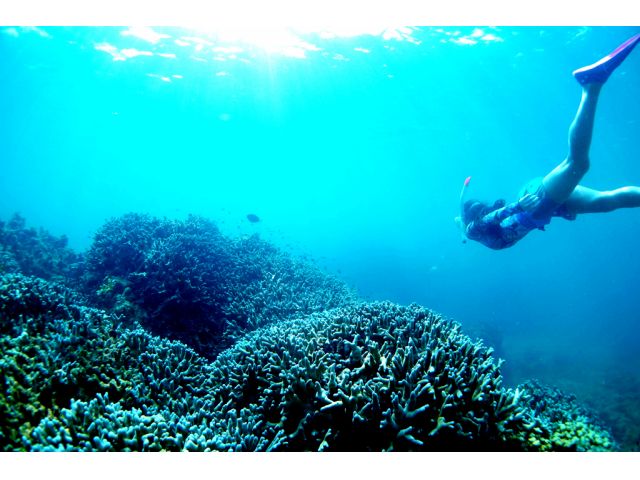 色とりどりの熱帯魚と一緒に泳ごう。