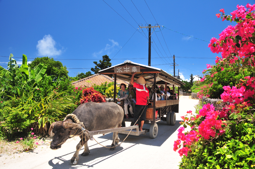 竹富島では三線を聴きながら水牛車でのんびりと。