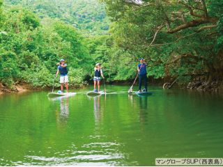マングローブSUP(西表島)
