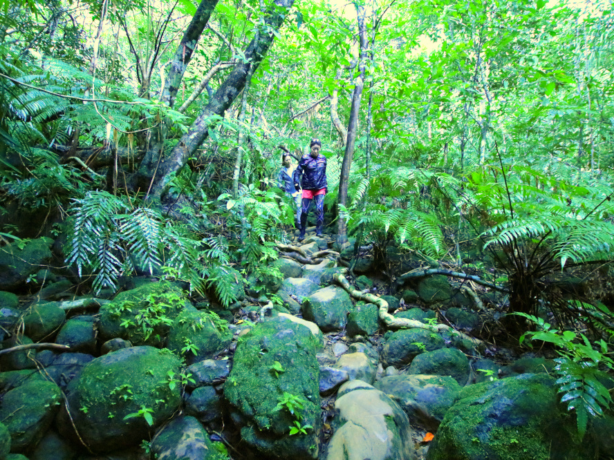 滝トレッキング(西表島)