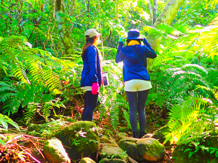 滝トレッキング(西表島)