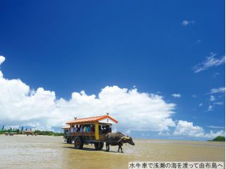 水牛車で由布島へ