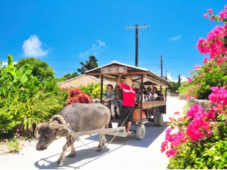 沖縄の原風景が残る竹富島では水牛車観光でのんびりと