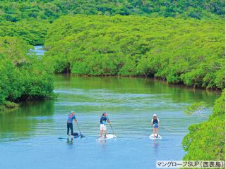 マングローブSUP(西表島)
