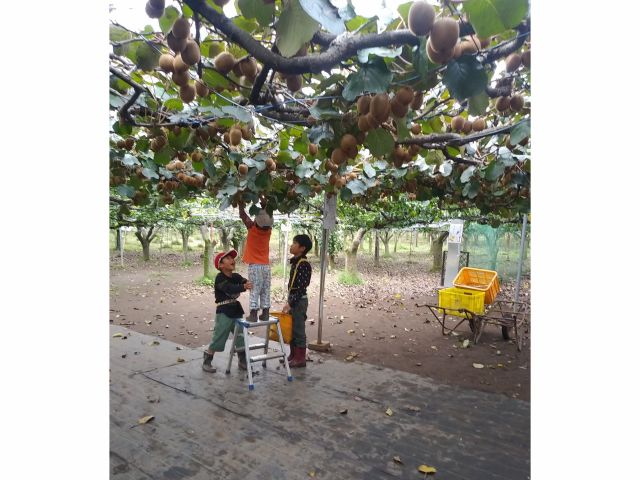 お子さんたちも、もぎ取りして楽しんでくれています!