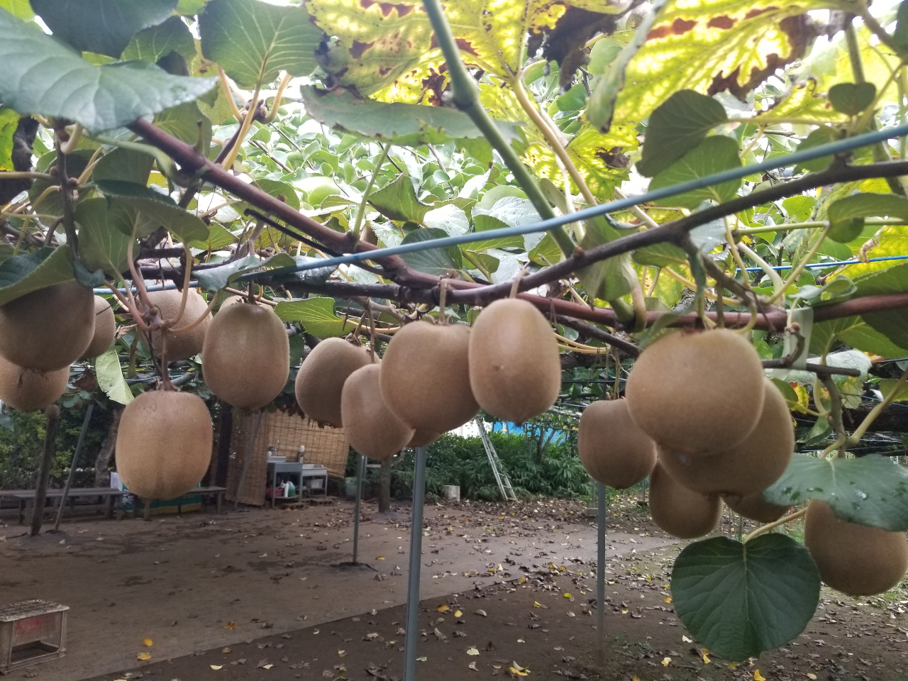 近年1年中流通しているキゥイフルーツ、日本国内での収穫時期は秋〜冬ころ。