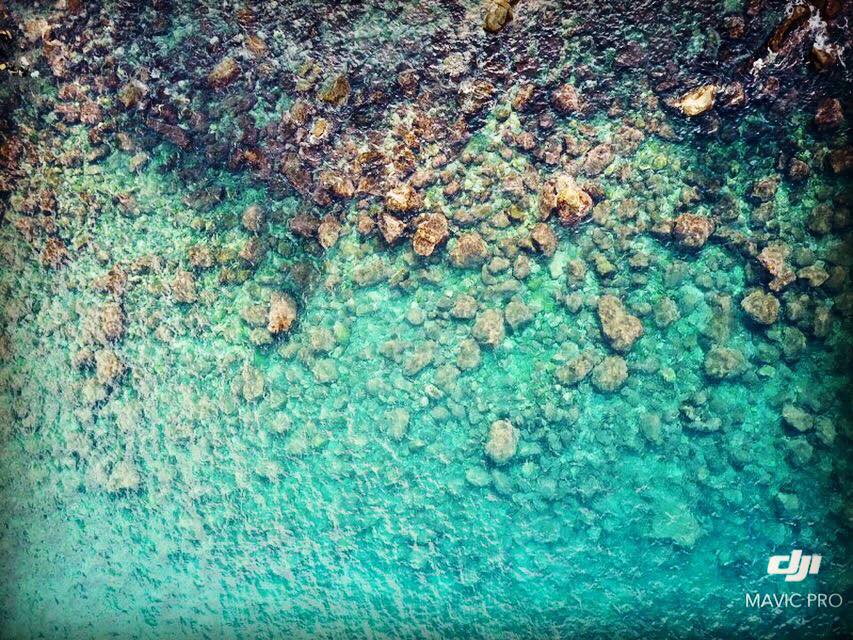 �������ɓ��H�H�Ǝv����قǂ̓����x