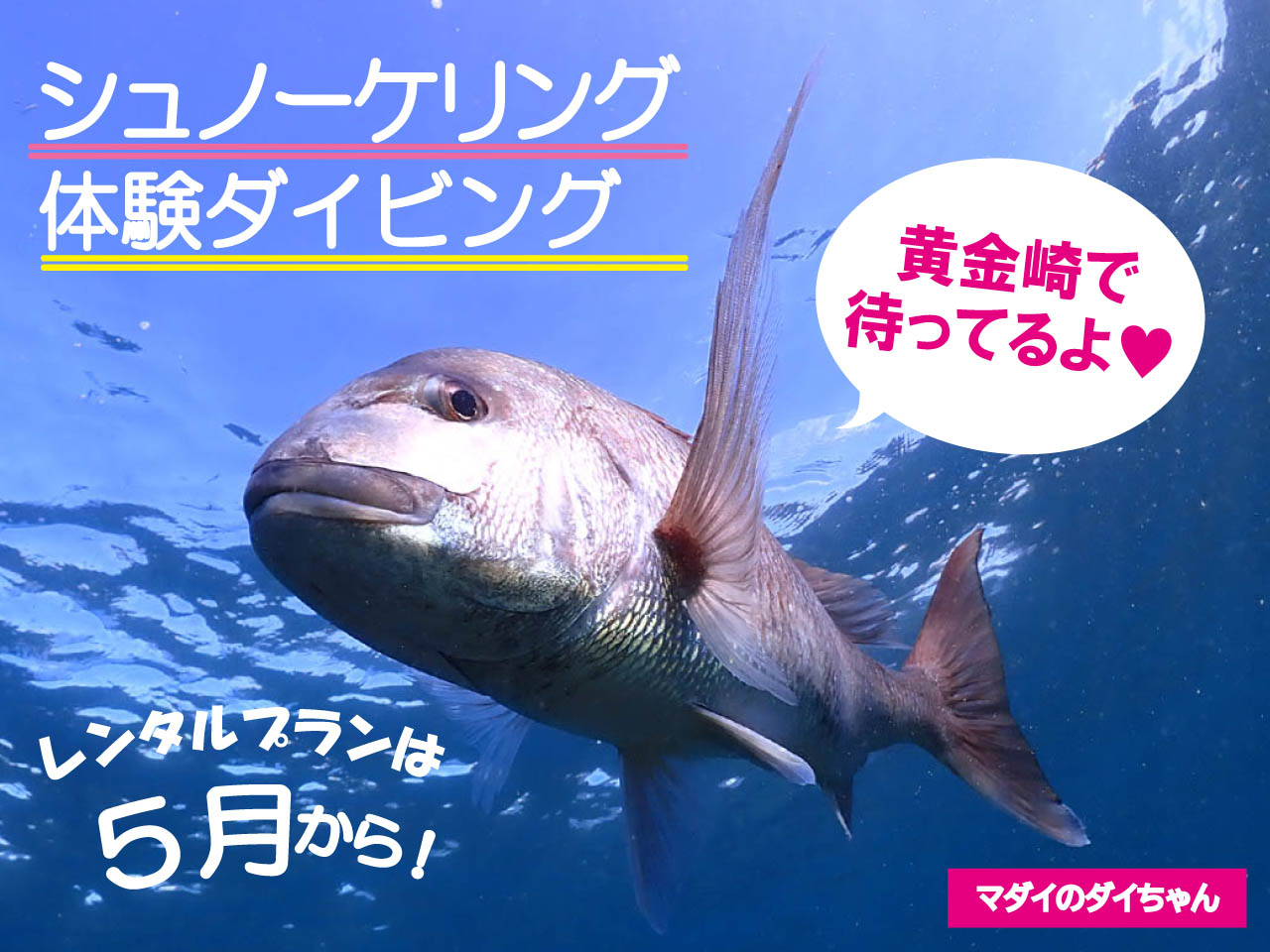シュノーケリング・体験ダイビングは7月〜8月ご予約いただけます