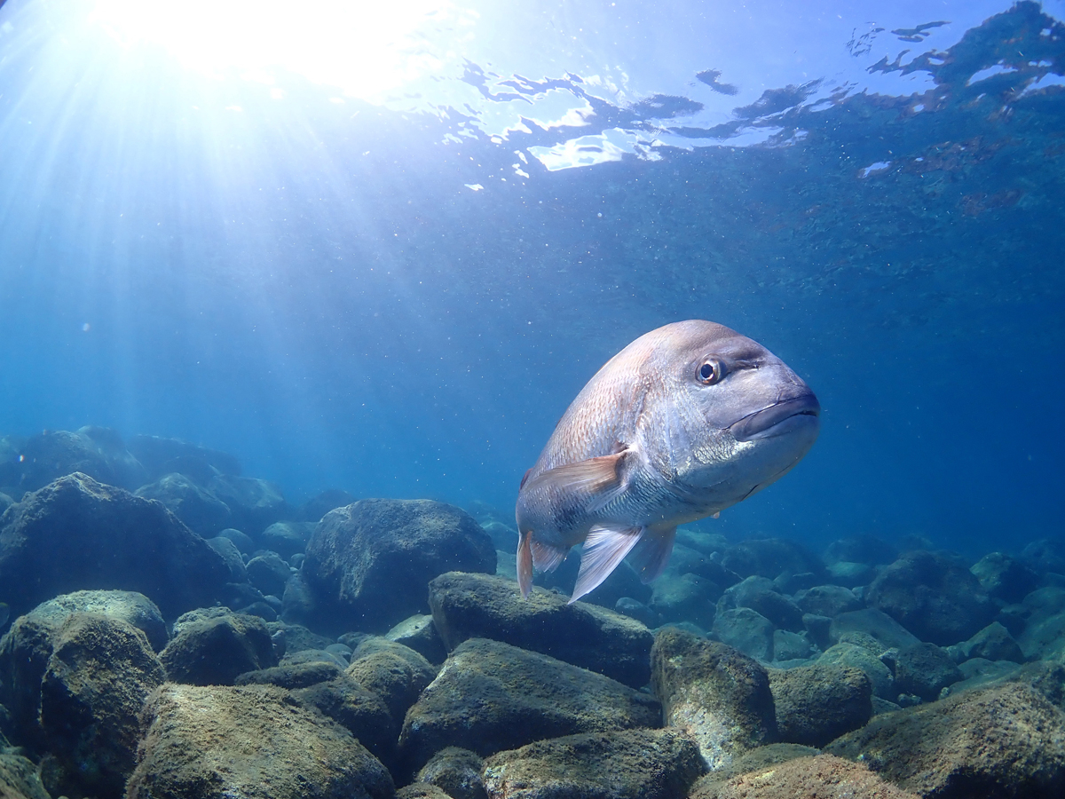 水の中を覗くと 真鯛のダイちゃんが出迎えてくれます。