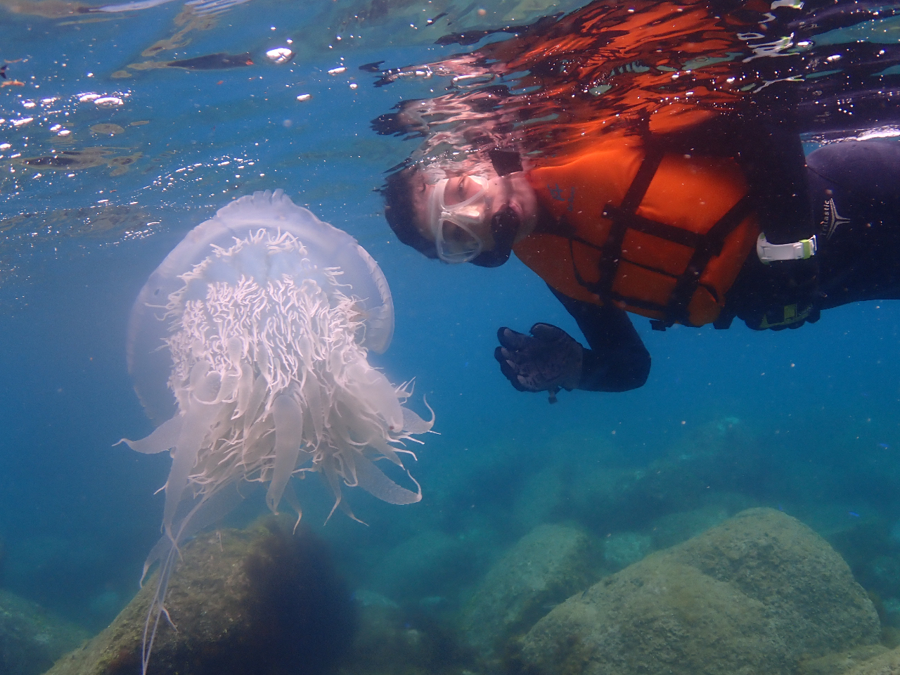 クラゲとプカプカのんびりスノケリングも♪