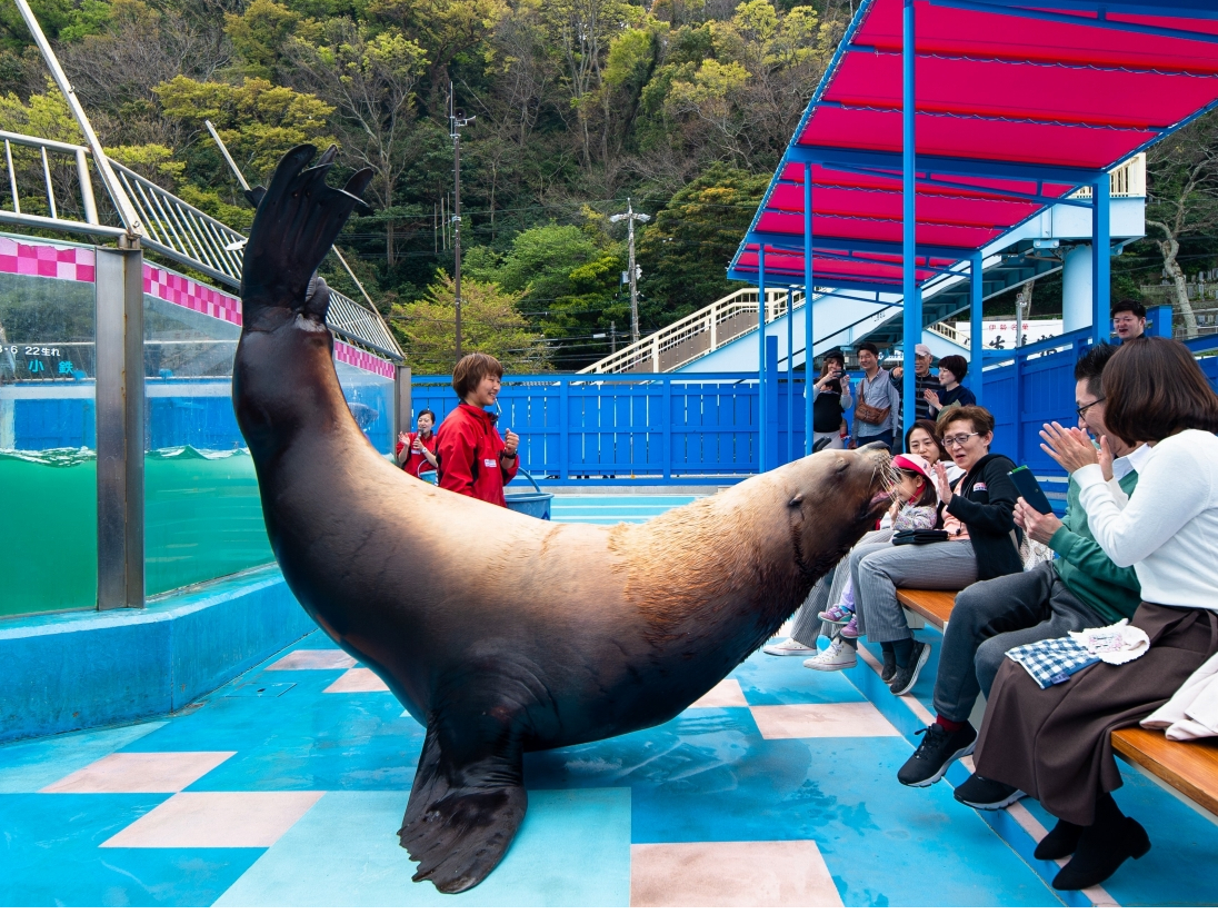 かわいいトドに釘付け 伊勢夫婦岩ふれあい水族館 伊勢シーパラダイス の口コミ じゃらんnet かわいいトドに釘付け 伊勢夫婦岩ふれあい水族館 伊勢シーパラダイス の口コミ じゃらんnet