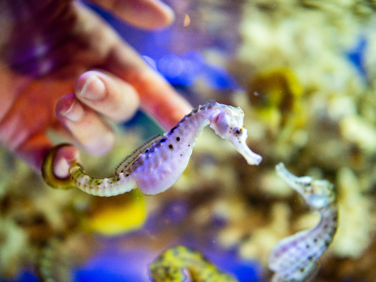 {ŗBII^cmIgVSƂ̂ӂꂠ̌