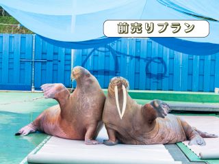 前日までご購入で最大300円引き!?お得な入場前売りチケットです。