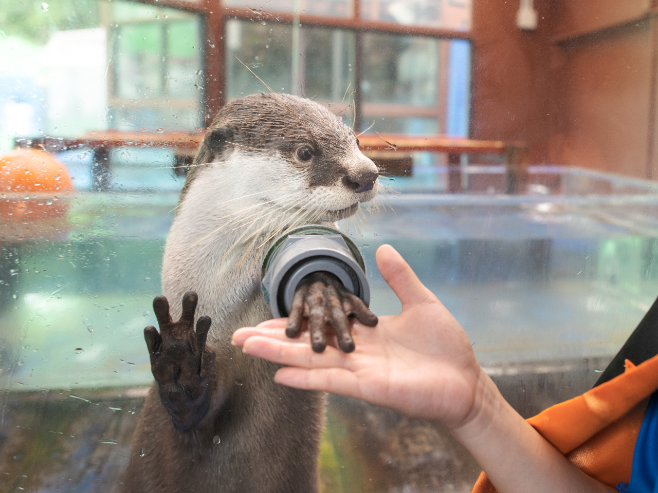 {4ȂciVJE\Ƃӂꂠ̂͂IH