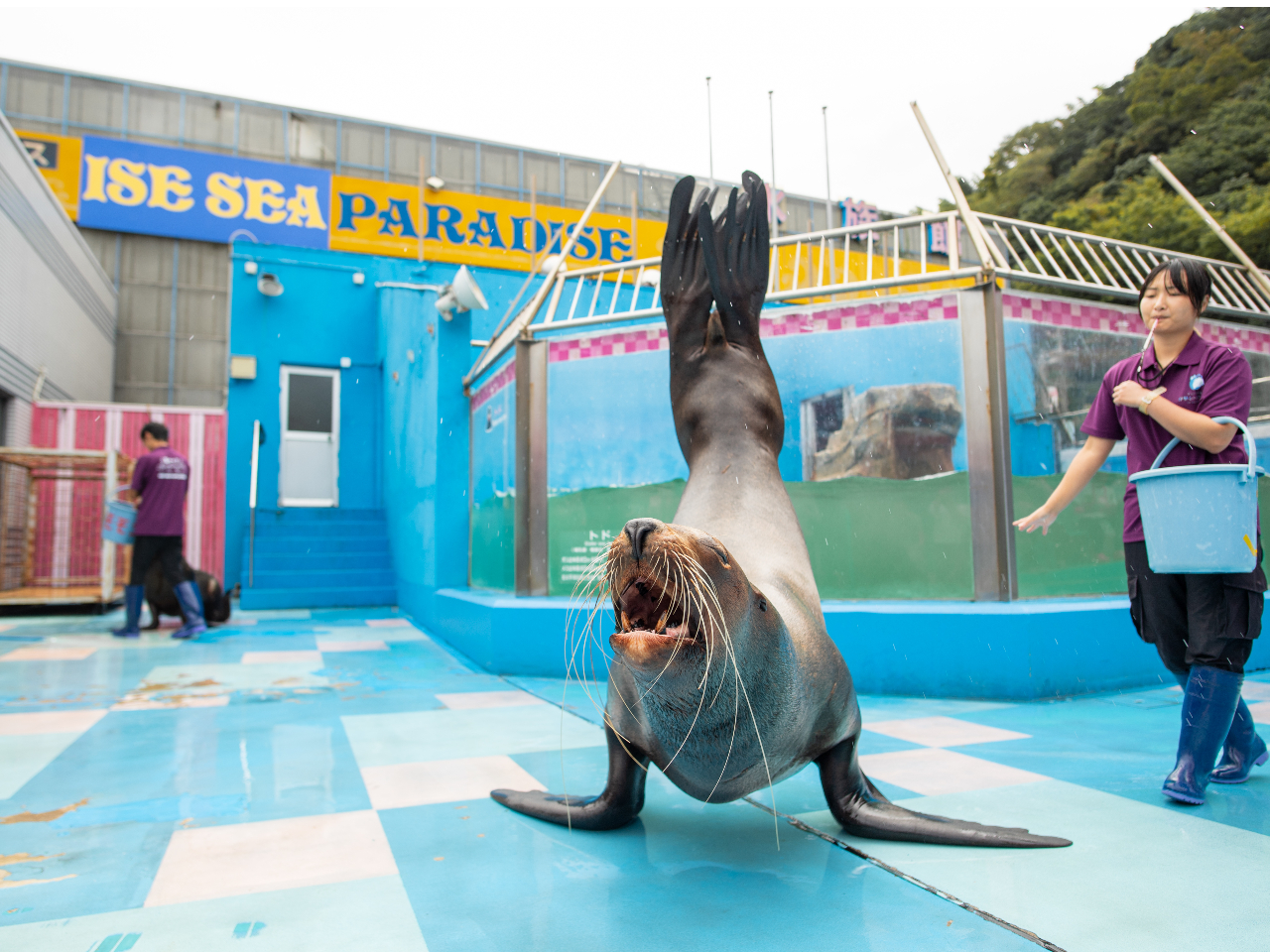 �傫�ȃg�h���ڂ̑O�ɁI�H ���͖��_�ȃV���[���������߁B