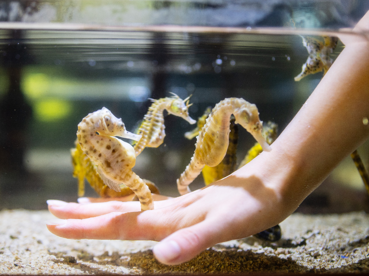 ���{�ł��������I�^�c�m�I�g�V�S�Ƃ̂ӂꂠ���B