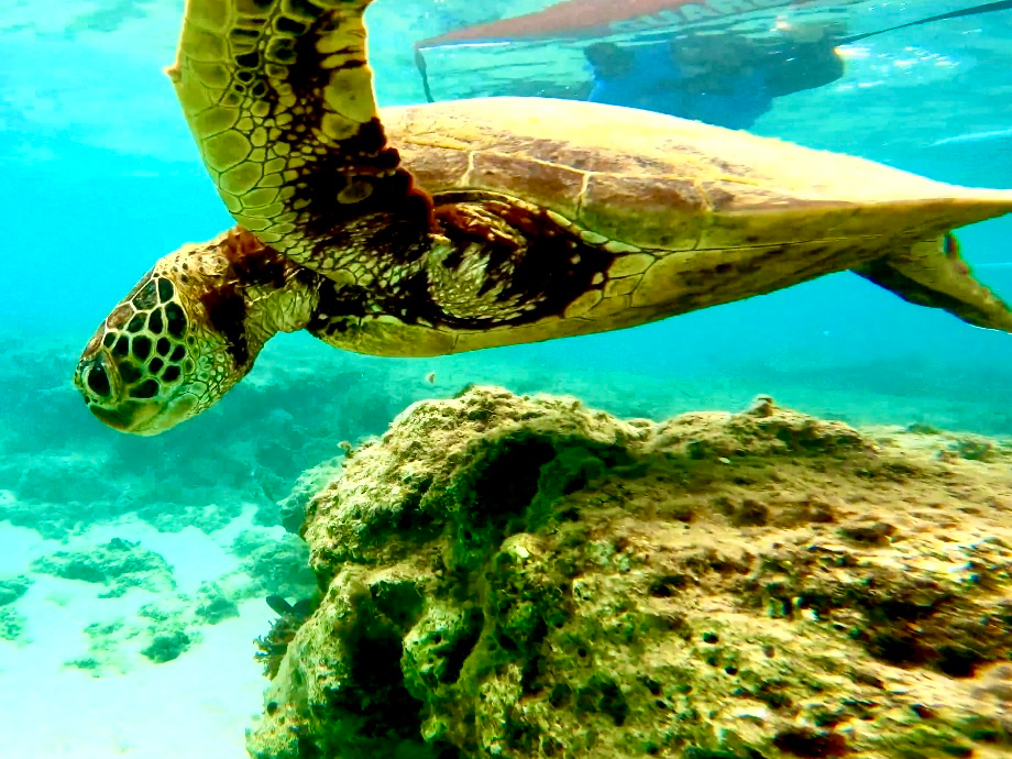 ウミオト ユーチューブの動画でご覧ください♪ https://www.youtube.com/@umioto3015