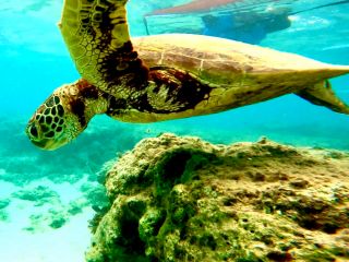 ウミオト ユーチューブの動画でご覧ください♪ https://www.youtube.com/@umioto3015