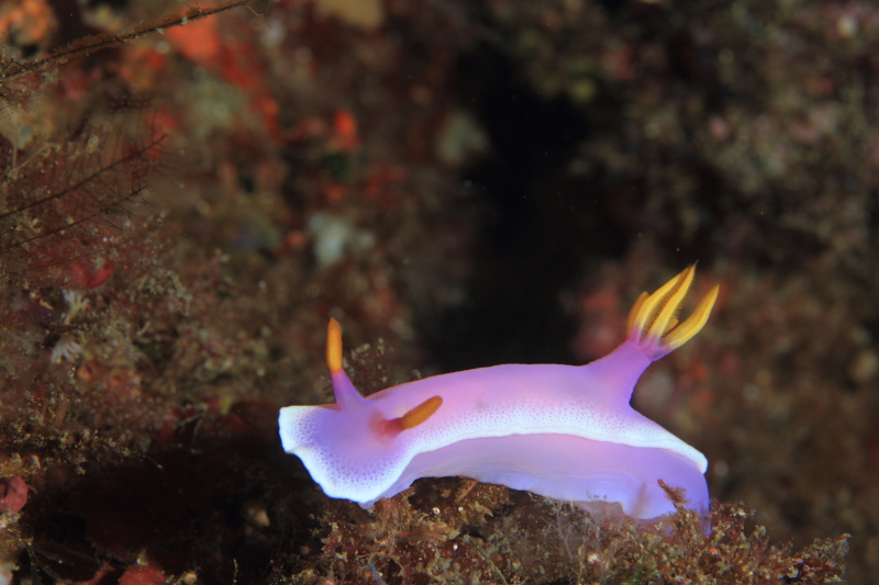 VfE~EVEEEE~EV_Co[ɑlCE~EV