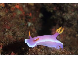 シンデレラウミウシ・・・ウミウシダイバーに大人気ウミウシ