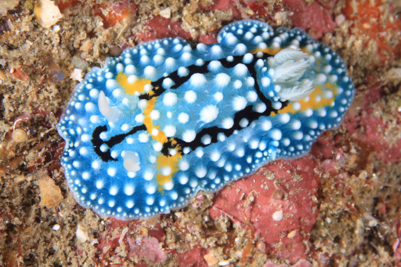 VtJTE~EVEEEw̖͗lJ̎葫LpɎĂ鏊O̗R