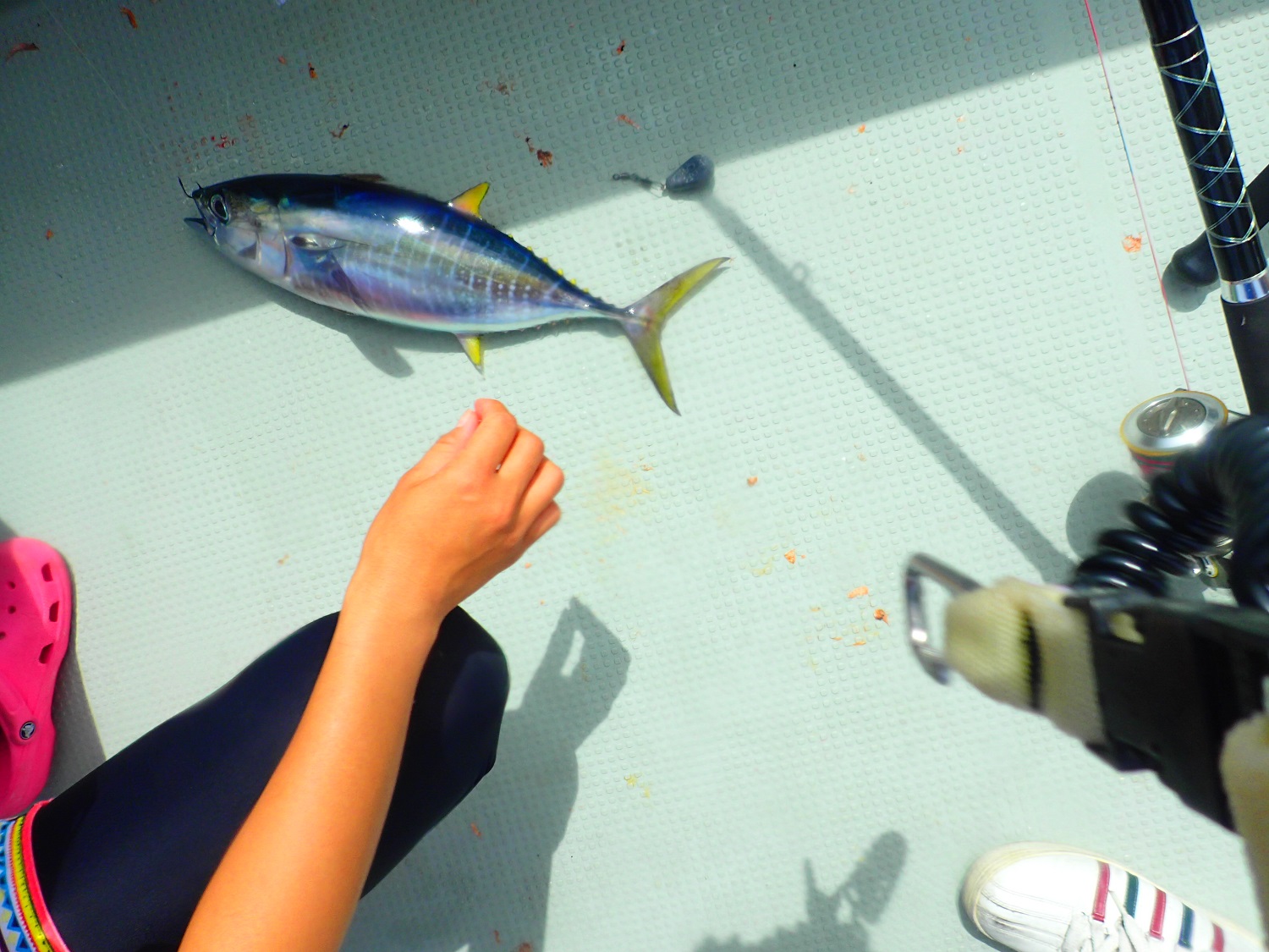 つりあげました〜5kgはありますね〜