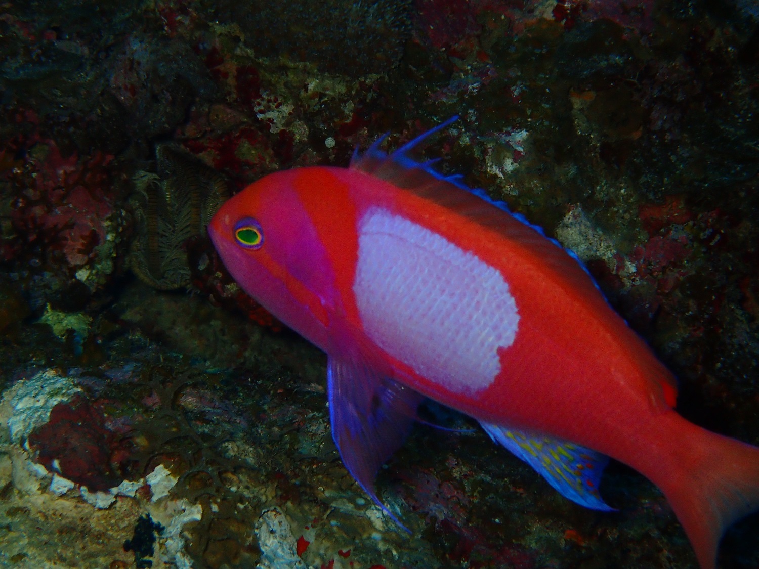 カラフルなお魚たち