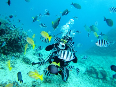 お魚に囲まれて顔が見えませ〜ん