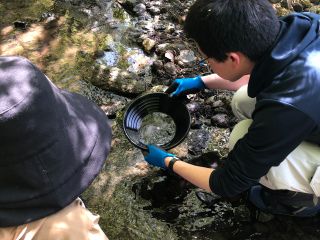 天然砂金採り