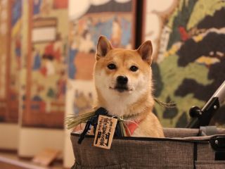 愛犬と一緒に伊勢の旅を満喫できる体験