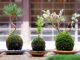 四季折々の花木を利用したオリジナルの苔玉を作れます♪
